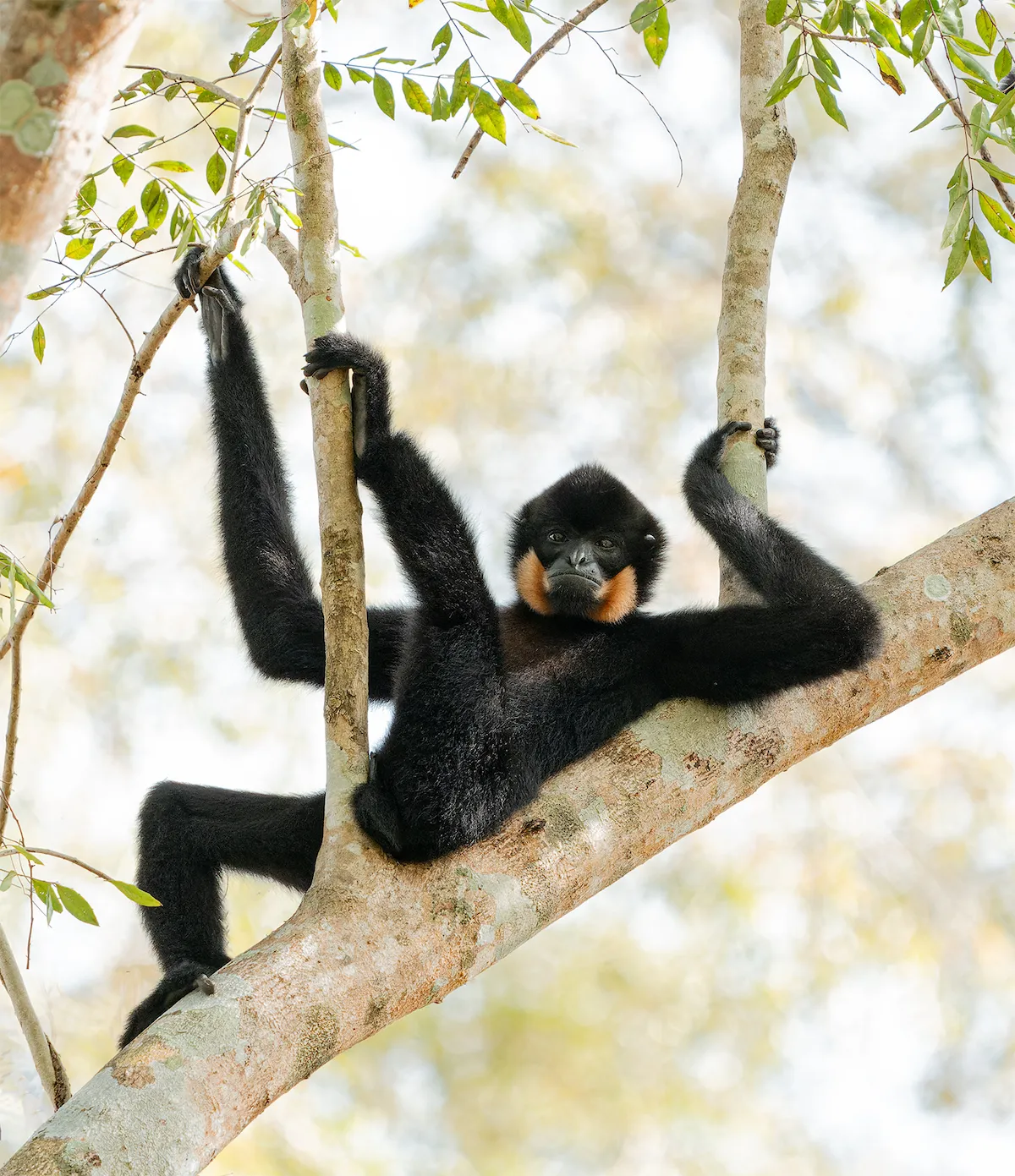 The Comedy Wildlife Photography Awards 2025 Diana Rebman Portland United States Title: Relaxing in the trees! Description: This Yellow-cheeked Gibbon was just hanging out in the trees. Looks like he's waiting for a beer to be served. Animal: Yellow-cheeked Gibbon, male Location of shot: Cat Tien National Park, Vietnam