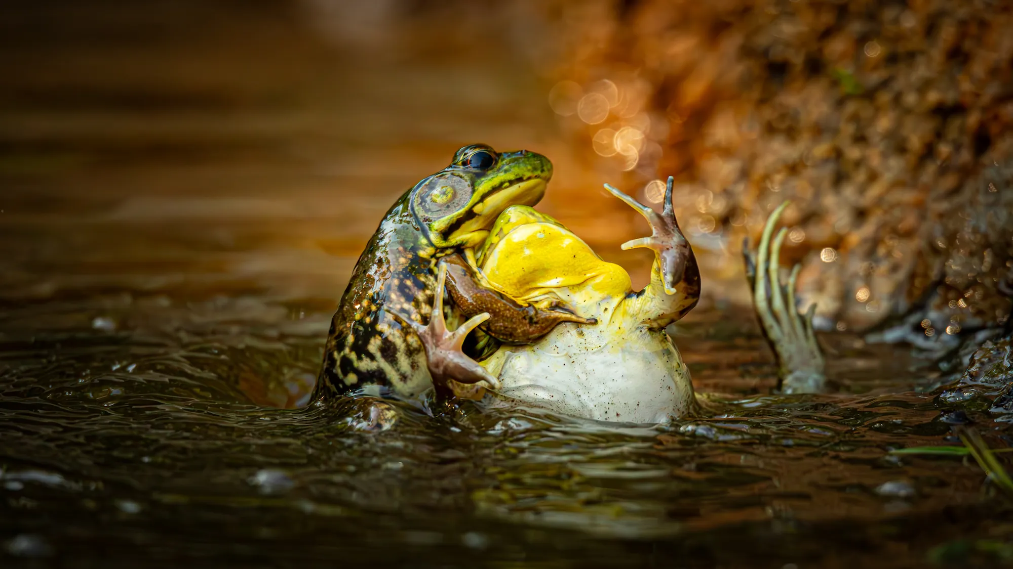The Comedy Wildlife Photography Awards 2025 Grayson Bell Biddeford United States Title: “Baptism Of The Unwilling Convert” Description: These two frogs were fighting over their territory in our pond in Maine. It looked to me like one of them was getting baptized against his will. I thought it was kind of a funny situation. Animal: Green Frog Location of shot: Biddeford, Maine USA