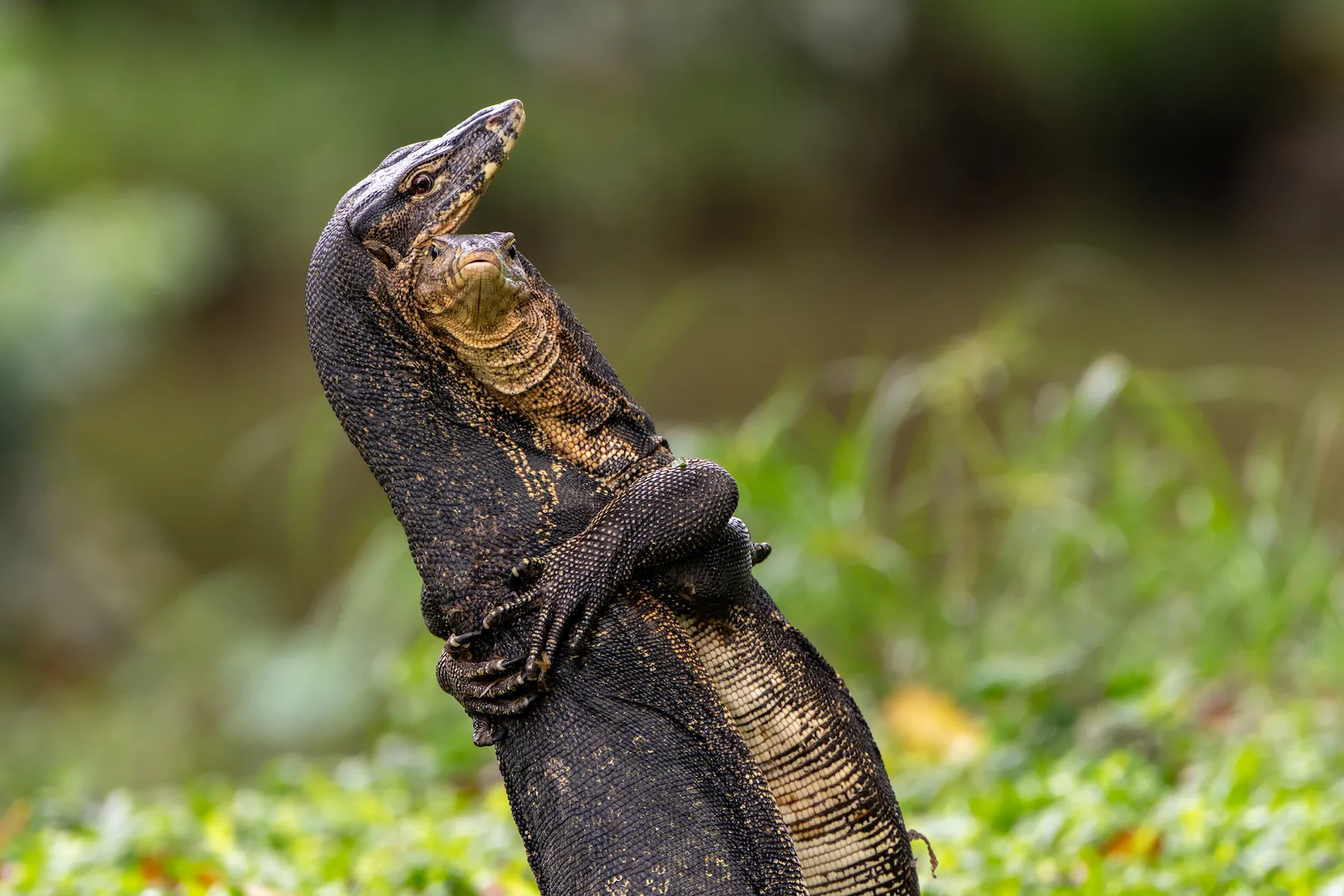 The Comedy Wildlife Photography Awards 2025 Jessica Emmett Singapore Singapore Title: Battle Hug Description: Two Asian water monitors were locked in battle right by a main path in Bishan-Ang Mo Kio park, Singapore. A battle of strength and wills never looked so affectionate! Animal: Asian water monitor Location of shot: Bishan-Ang Mo Kio park, Singapore