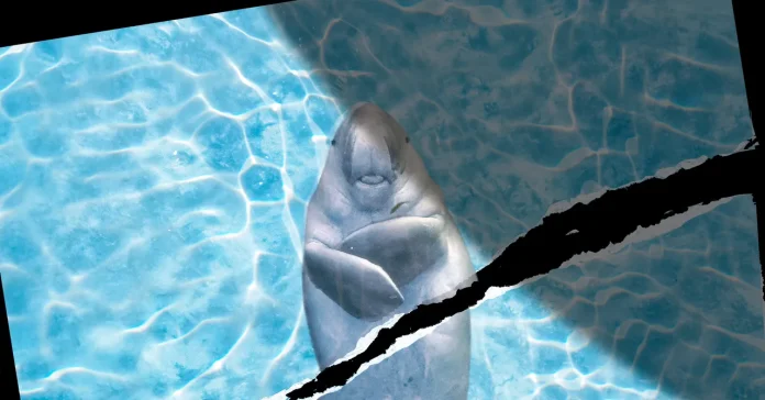 «Τα ζώα της θάλασσας στον Ορμούζ: Χωρίς ηρεμία και αναπάντητα ερωτήματα»