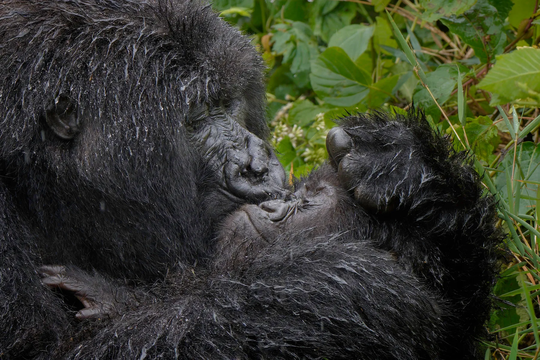 The Comedy Wildlife Photography Awards 2025 Mark Meth-Cohn MILNTHORPE United Kingdom Title: Aaaaaww Mum! Description: Caring Gorilla mum giving her infant a big sloppy kiss! Animal: Gorilla Location of shot: Rwanda
