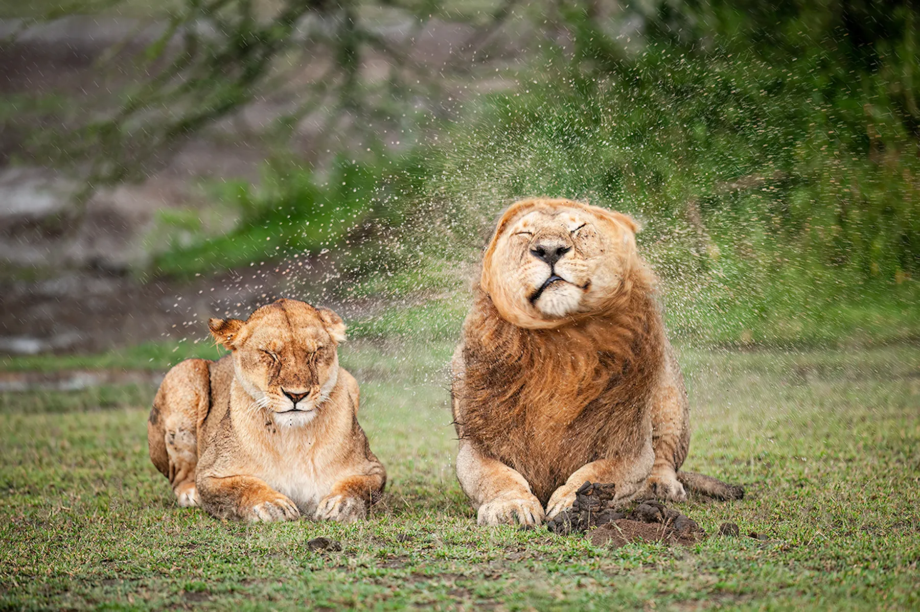 The Comedy Wildlife Photography Awards 2025 Massimo FELICI Rieti Italy Title: Darling, please stop! Description: During a heavy rain, the male shakes his mane several times, annoying his partner. Animal: Lions Location of shot: Tanzania, Serengeti.