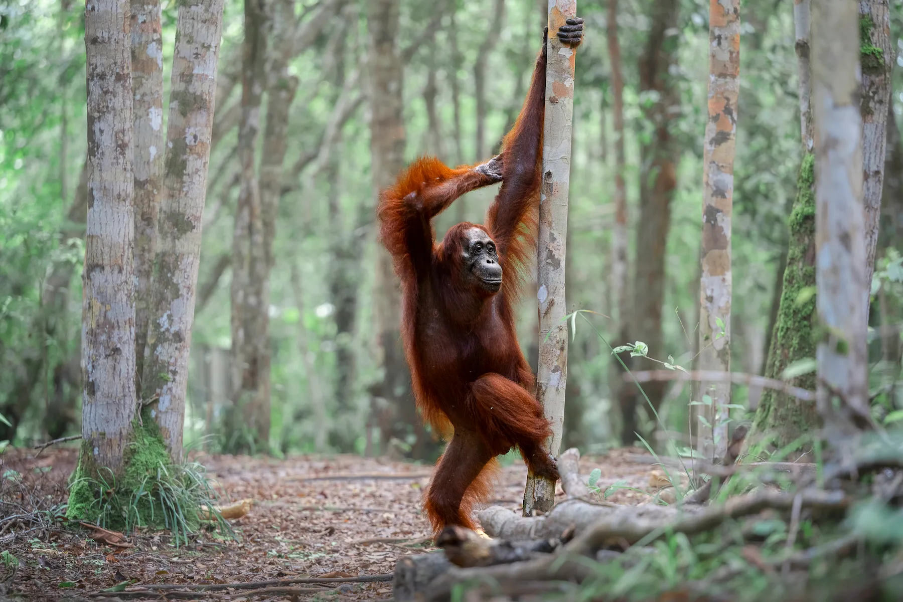 The Comedy Wildlife Photography Awards 2025 Michael Stavrakakis Melbourne Australia Title: Paint Me Like One of Your Forest Girls Description: Our jungle photoshoot turned Titanic real quick. This fabulous female orangutan found her stage, caught the perfect light, and struck a pose like she'd been waiting her whole life for this moment. Animal: Orangutan Location of shot: Borneo, Indonesia