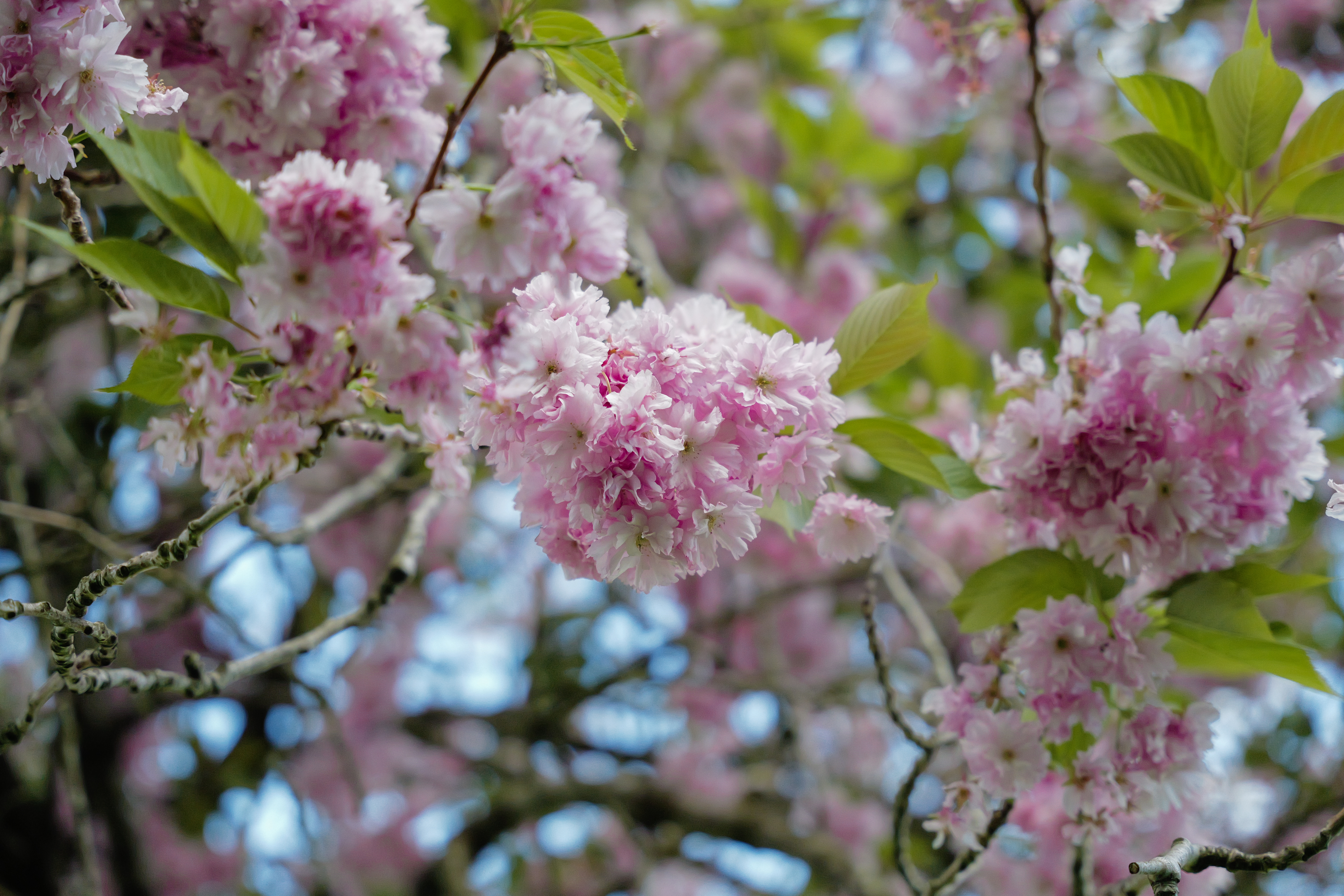 Μια φωτογραφία που τραβήχτηκε σε μια Leica SL3-S mirrorless κάμερα