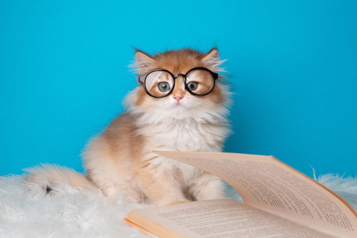 «Μυστικό από γάτες: Η λύση για τον καρκίνο του μαστού;»