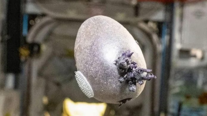 NASA: Αστροναύτης φύτεψε πατάτα «Spudnik» στο διάστημα όπως στο Martian