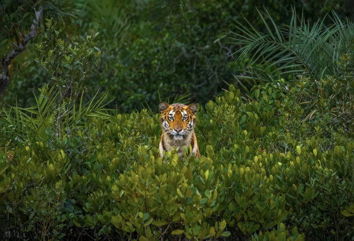8 εντυπωσιακές εικόνες από τα Mangrove Photography Awards