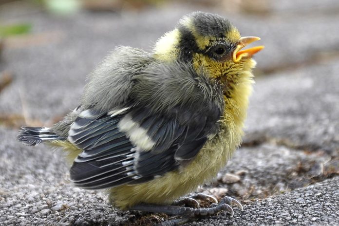 Τα πουλιά στις πόλεις φοβούνται τις γυναίκες περισσότερο από τους άνδρες και οι επιστήμονες δεν ξέρουν γιατί