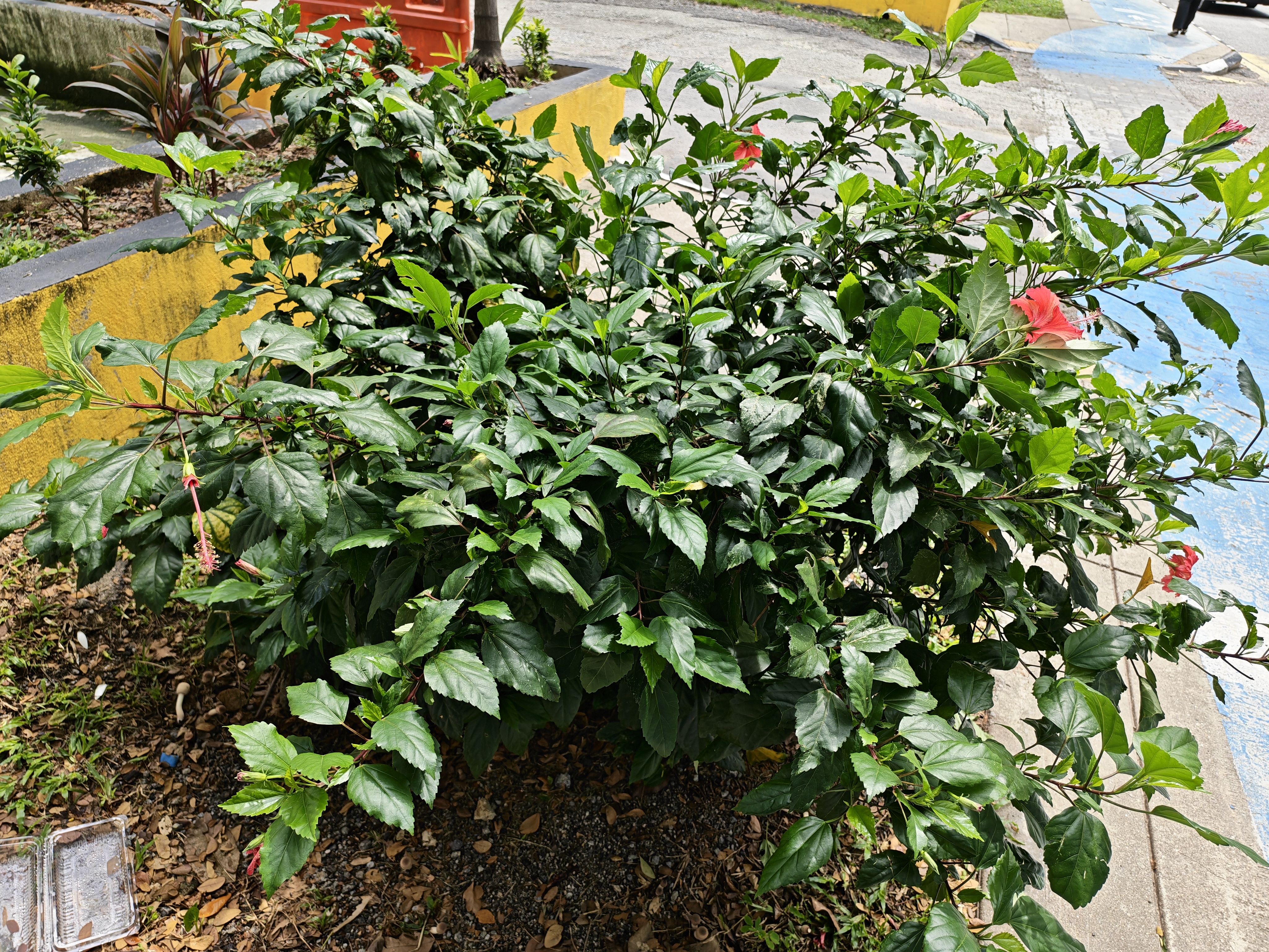 Δείγμα κάμερας που καταγράφηκε στο Honor 600 Pro