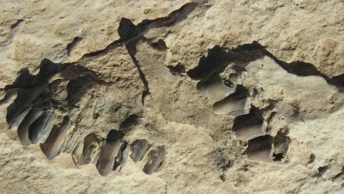 Βρήκαν αρχαίες ανθρώπινες πατημασιές σε σημείο που δεν θα έπρεπε να βρίσκονται