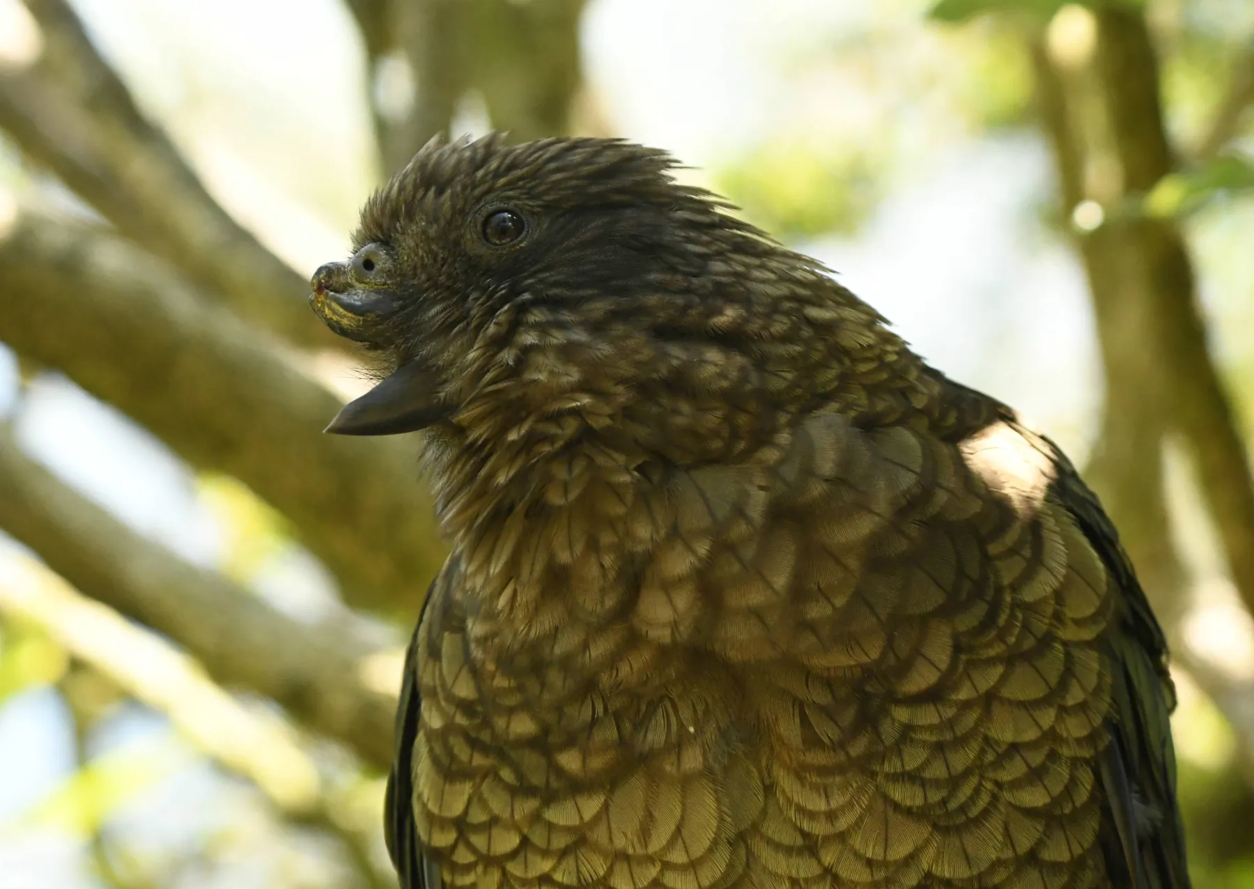 ένας πράσινος παπαγάλος με το πάνω ράμφος του να λείπει κάθεται σε ένα δέντρο