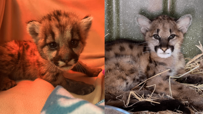 Δύο ορεινά λιοντάρια σώθηκαν από βέβαιο θάνατο