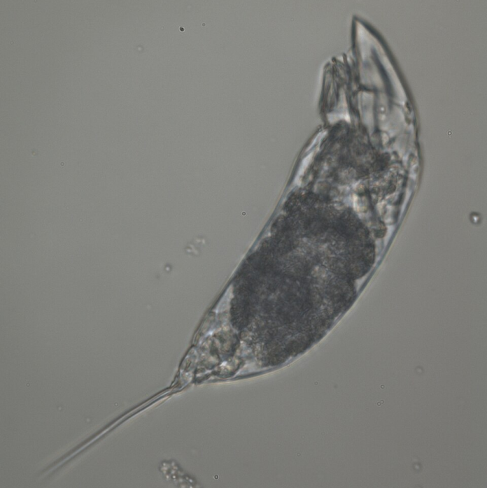 «Σκουλήκι ζόμπι » 24.000 ετών επανήλθε στη ζωή – και άρχισε να αναπαράγεται