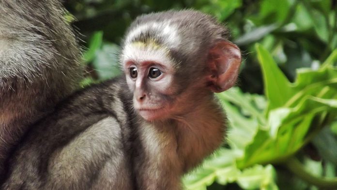 «Απάτες στο Facebook: Παράνομο εμπόριο άγριας ζωής αποκαλύπτεται!»