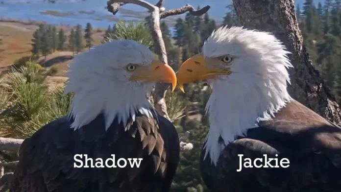 Πώς να ξεχωρίσετε τους γονείς του αετού, Τζάκι και Σκιά