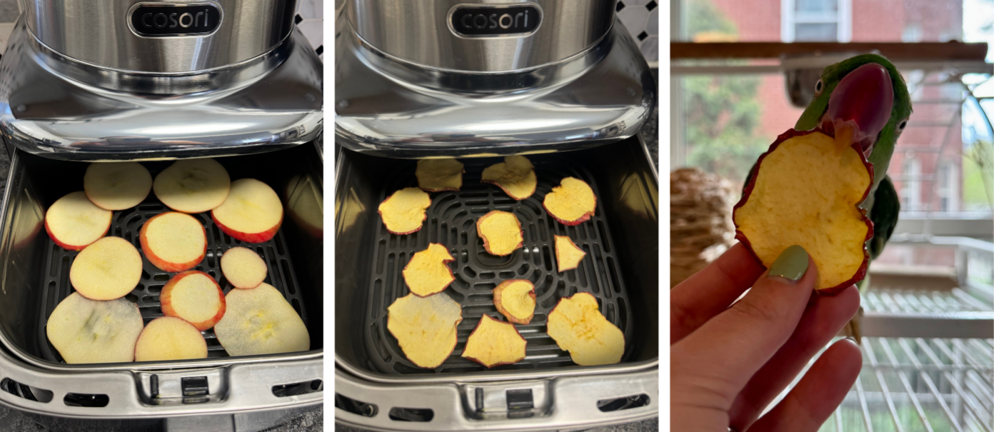 ένας παπαγάλος που τρώει μια φέτα αποξηραμένο μήλο φτιαγμένο σε μια εμβληματική φριτέζα αέρα Cosori