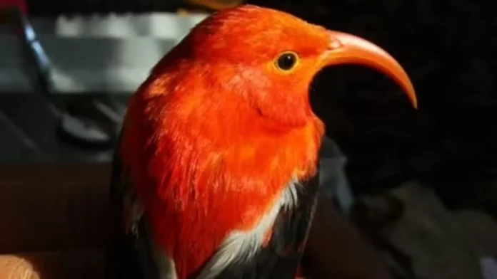 Τα πουλιά του δάσους της Χαβάης κλέβουν το ένα τα κλαδιά του άλλου