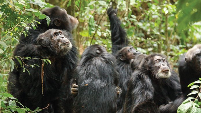 Οι χιμπατζήδες της Ουγκάντα σε «εμφύλια σύρραξη»