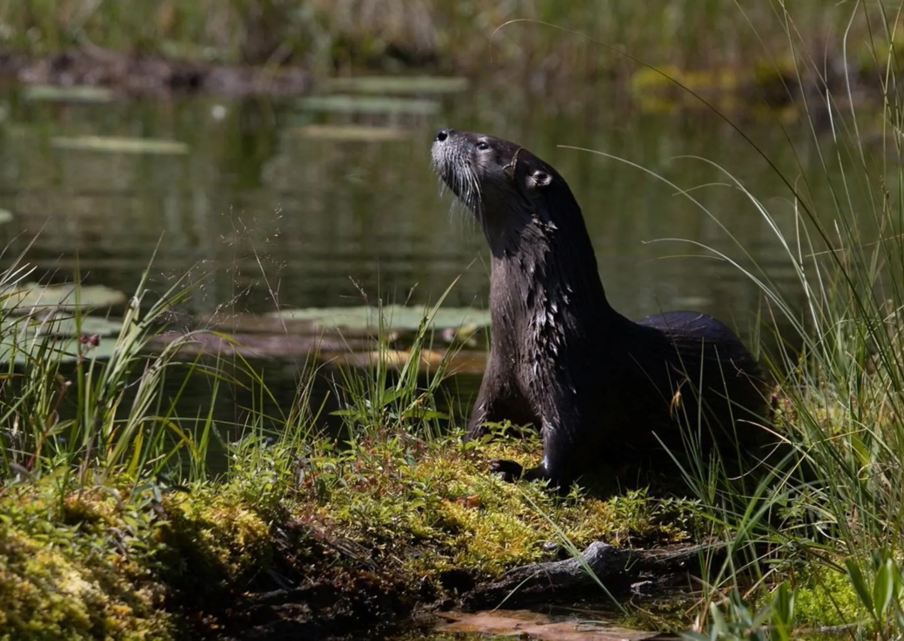 a norther river otter standing on a river bank