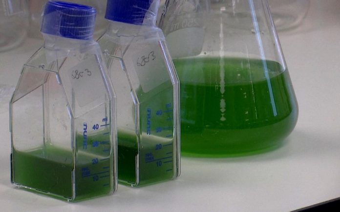 Εργαστηριακοί λειχήνες ανοίγουν δρόμους για παραγωγή υλικών στο διάστημα