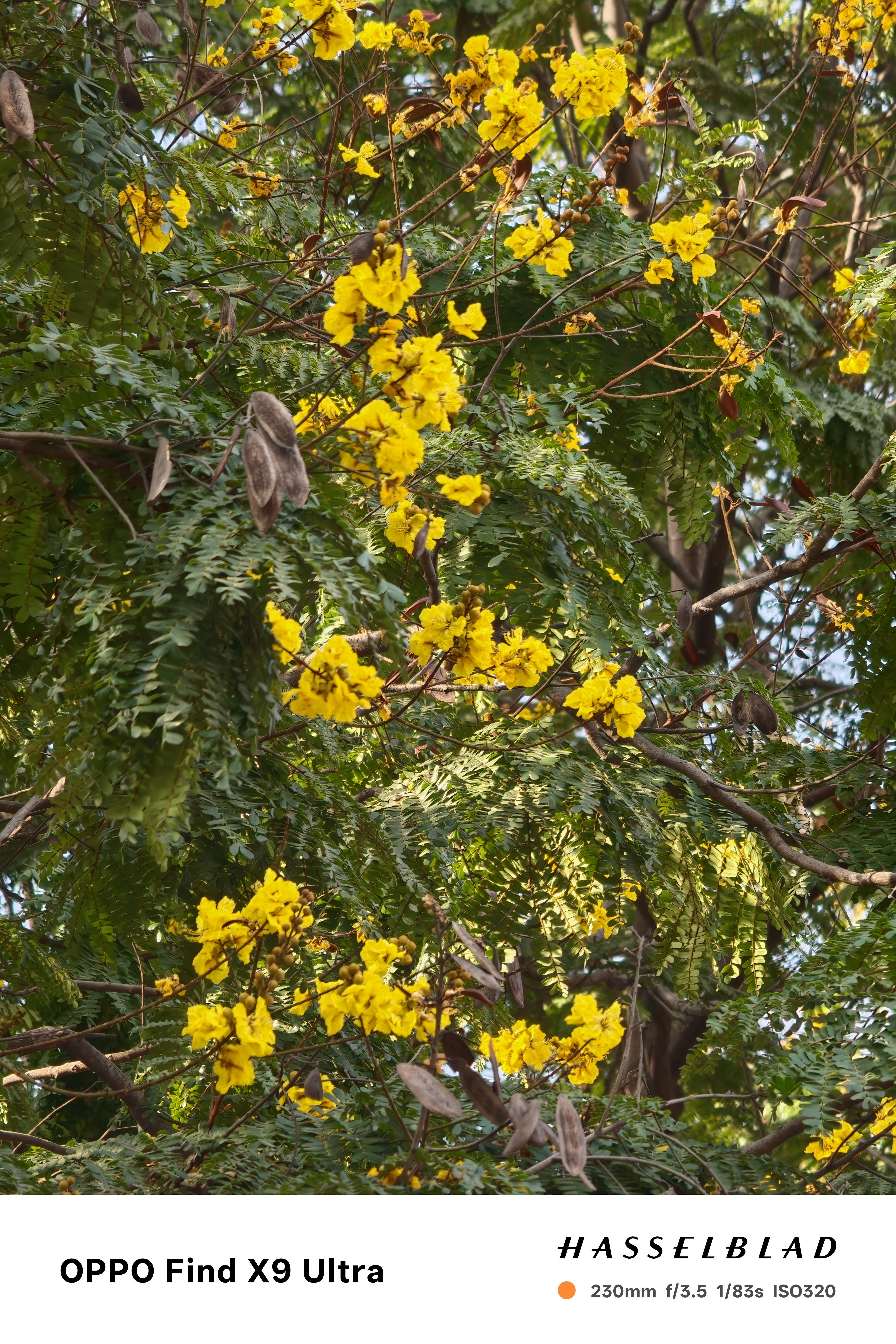 OPPO Find X9 Ultra camera photos taken in Hyderabad, India