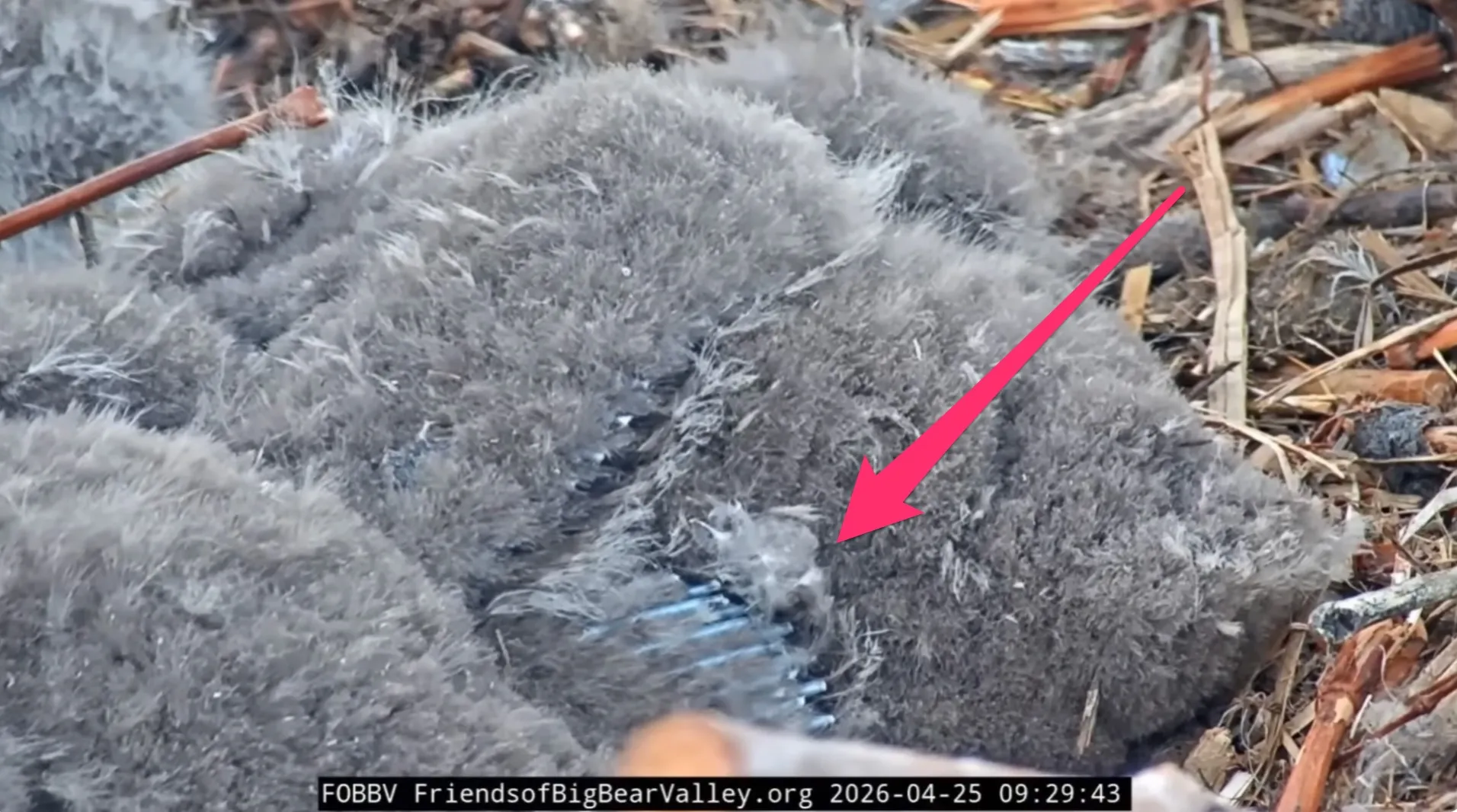 ροζ βέλος που δείχνει τα φτερά