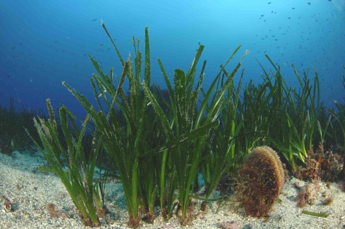 Τα θαλάσσια λιβάδια της Μεσογείου σε κίνδυνο – εκδήλωση στο Γαλλικό Ινστιτούτο