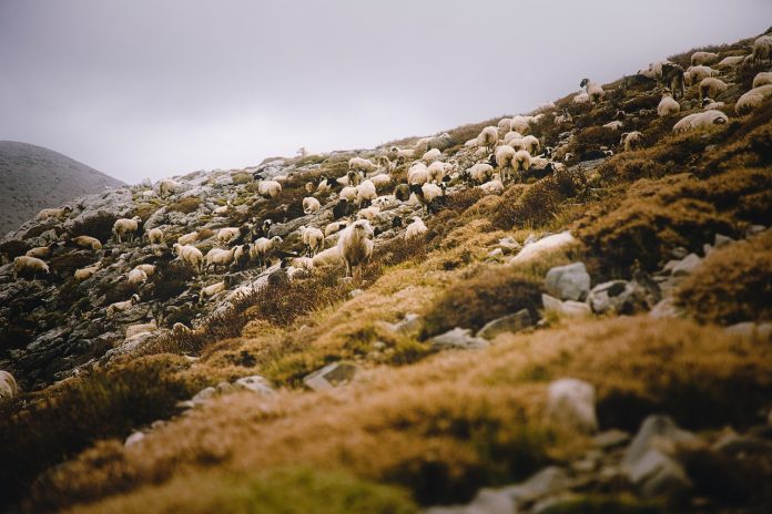 ΥπΑΑΤ: Απόπειρες τηλεφωνικής εξαπάτησης με πρόσχημα τον αφθώδη πυρετό -