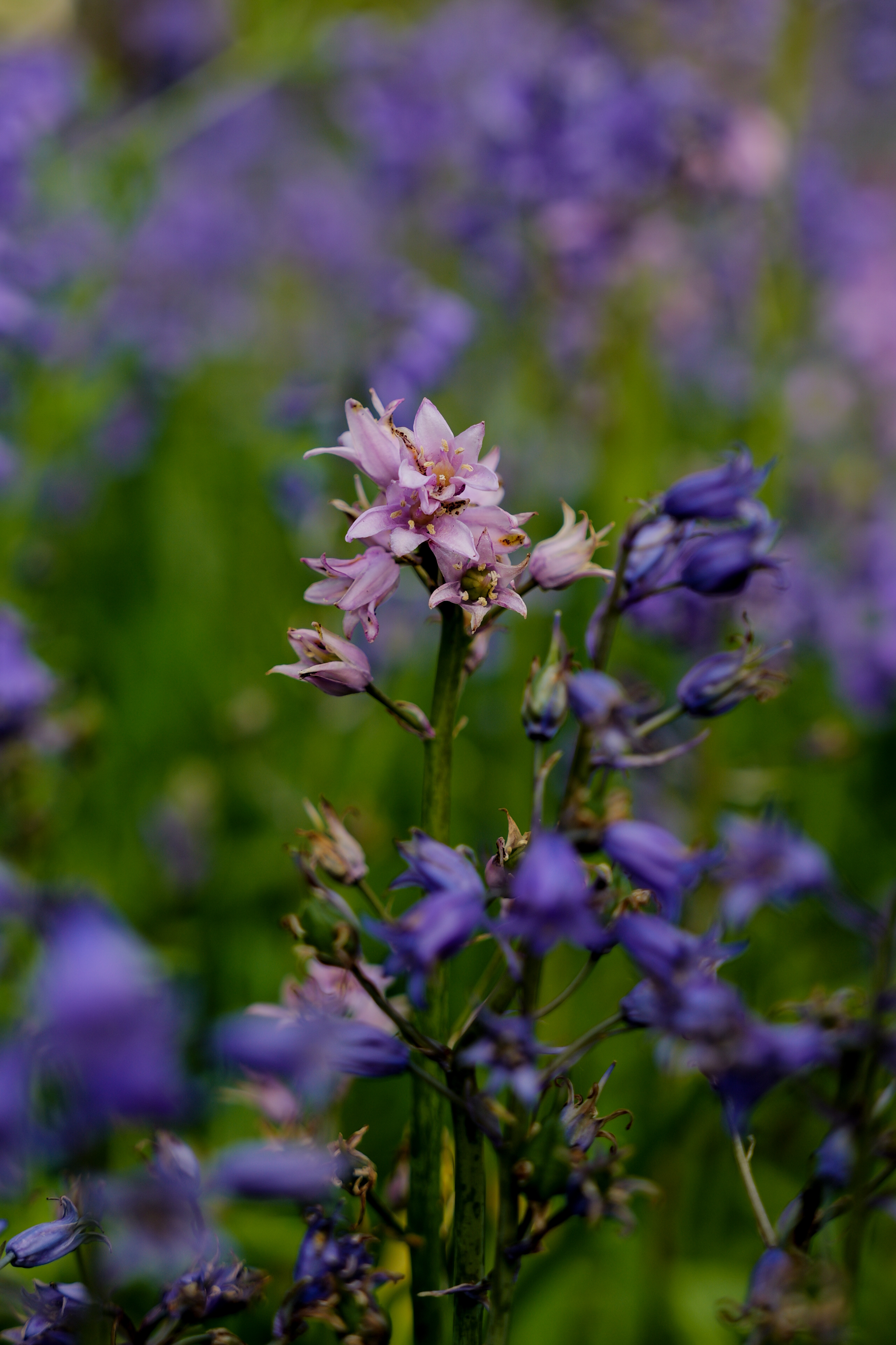 Μια φωτογραφία που τραβήχτηκε σε μια Leica SL3-S mirrorless κάμερα