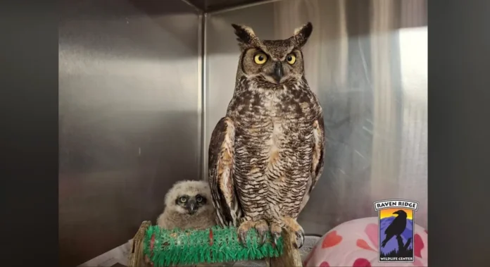 «Κουκουβάγια σώζεται από φράκτη και υιοθετεί άλλη»