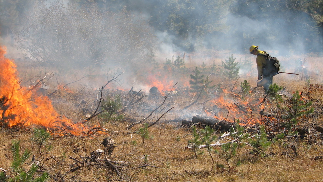 πυρκαγιές στο δάσος