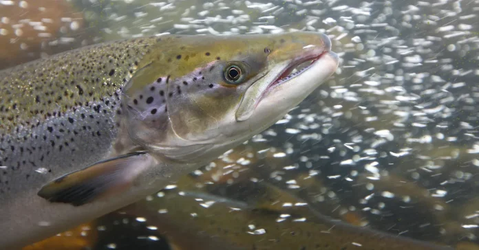 Οι επιστήμονες έδωσαν κοκαΐνη στον σολομό και θα πιστέψετε απολύτως τι συνέβη στη συνέχεια