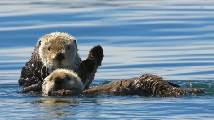 Why playing is no laughing matter for otters