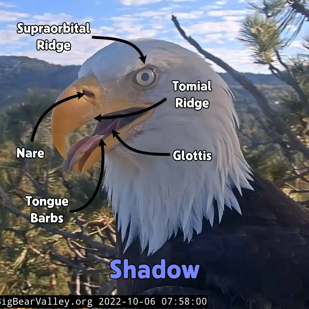 μια πλάγια όψη ενός αετού