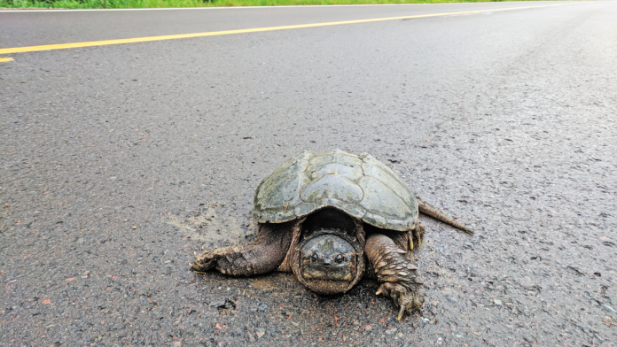 Βοηθώντας μια χελώνα να περάσει με ασφάλεια τον δρόμο