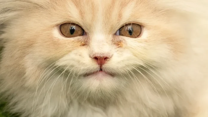 Τα καλύτερα κανάλια YouTube για τη γάτα σας (και γιατί αρέσουν στις γάτες)