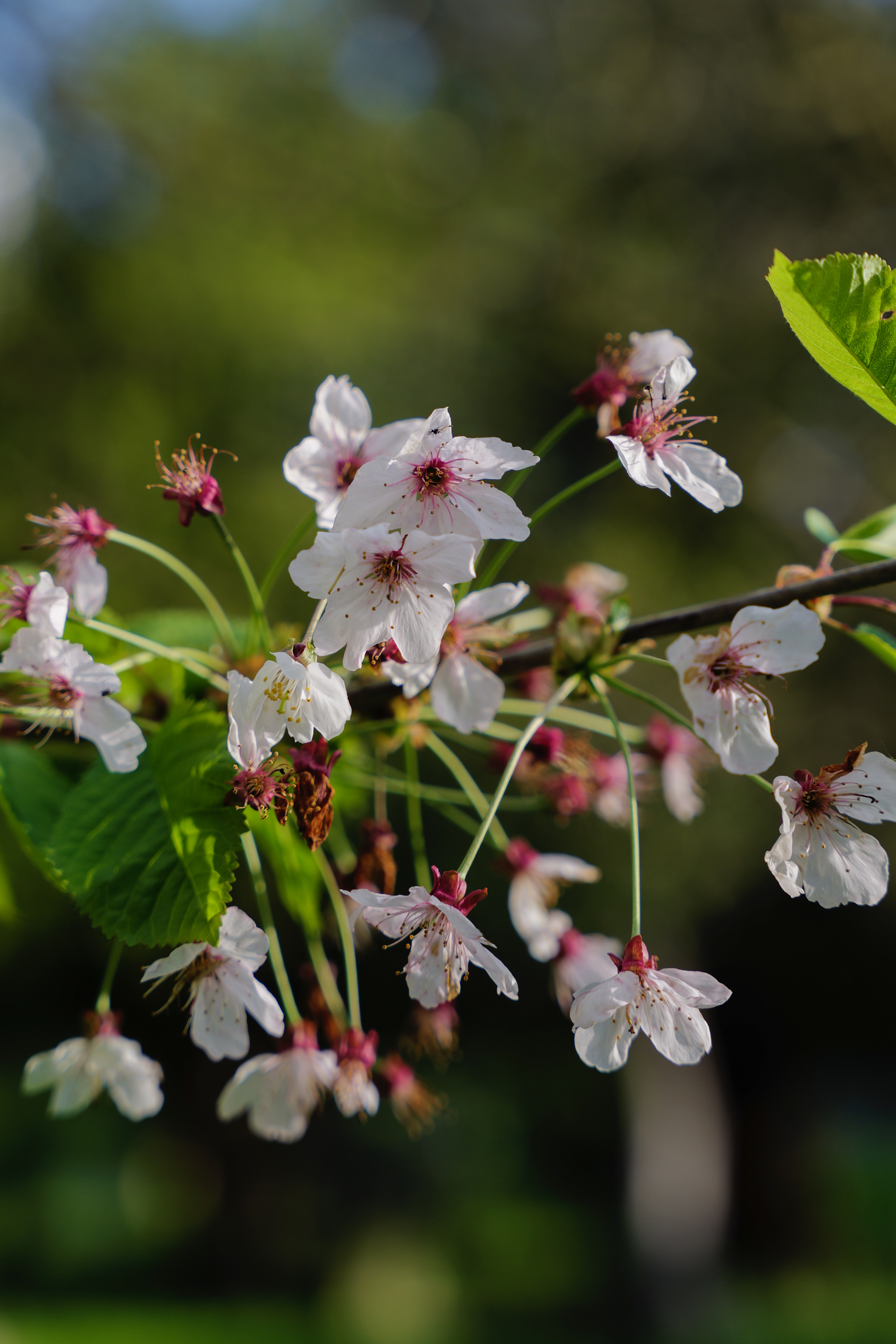 Μια φωτογραφία που τραβήχτηκε σε μια Leica SL3-S mirrorless κάμερα