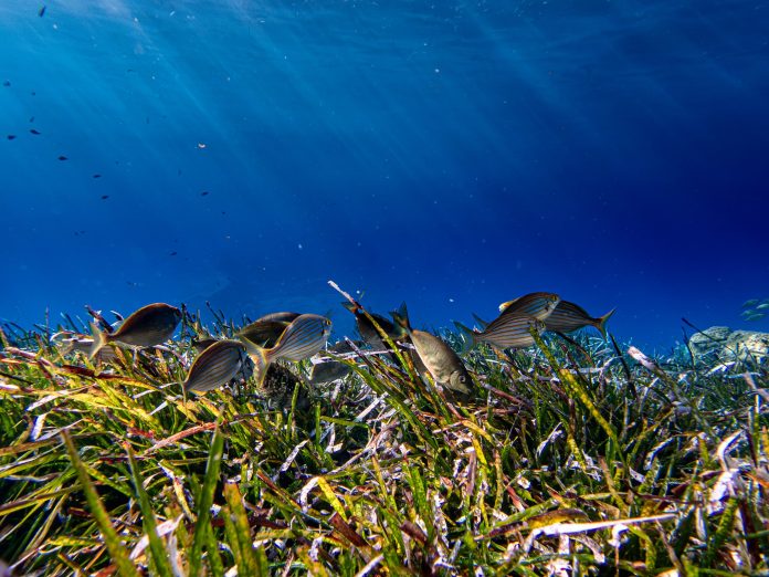 WWF: Η Μεσόγειος είναι μια από τις πιο επιβαρυμένες θάλασσες παγκοσμίως - Οδηγός για συνειδητές διατροφικές επιλογές