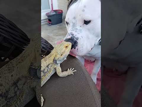 Το Pittie And Bearded Dragon είναι άμεσοι καλύτεροι φίλοι | Η μικρογραφία Dodo